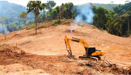 rainforest deforestation