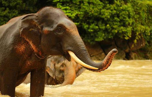 borneo elephant