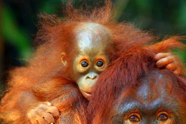 Orangutan baby with mother