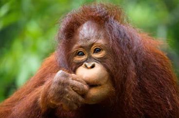 orangutan