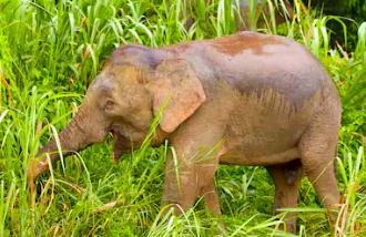 pigmy elephant