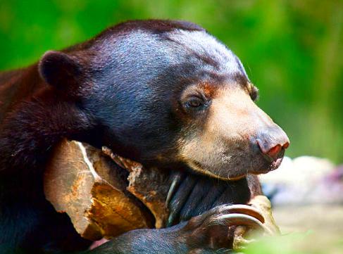 sun bear