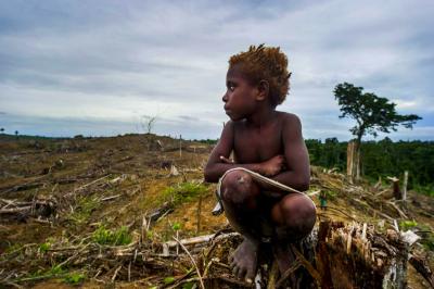 west papua land clearing