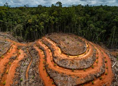 west papua deforestation